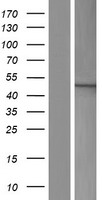TBC1D20 Human Over-expression Lysate