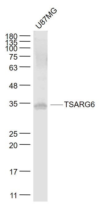 TSARG6 antibody