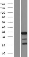 C16orf78 Human Over-expression Lysate