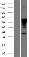 FAM131A Human Over-expression Lysate
