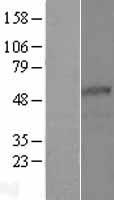 TEKT5 Human Over-expression Lysate