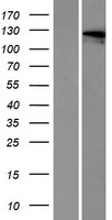 OTOA Human Over-expression Lysate