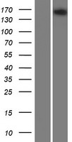 A2ML1 Human Over-expression Lysate