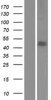 ADHFE1 Human Over-expression Lysate