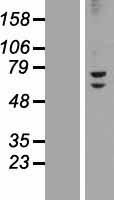 ZNF582 Human Over-expression Lysate