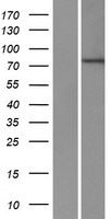 ZNF420 Human Over-expression Lysate