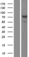 AIFM3 Human Over-expression Lysate