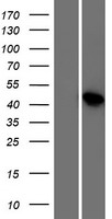 FAM61B (LSM14B) Human Over-expression Lysate