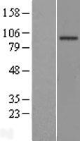 EFHB Human Over-expression Lysate