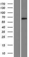 KLHL23 Human Over-expression Lysate