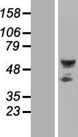 SEPTIN10 Human Over-expression Lysate