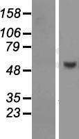 PUS10 Human Over-expression Lysate