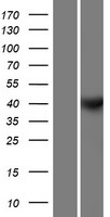Cyclin Y (CCNY) Human Over-expression Lysate