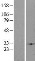 C10orf63 (ENKUR) Human Over-expression Lysate