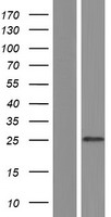 C9orf72 Human Over-expression Lysate