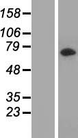 LRRC45 Human Over-expression Lysate