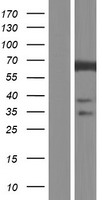 FLCN Human Over-expression Lysate