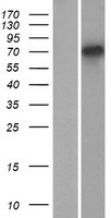 TSPEAR Human Over-expression Lysate