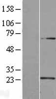 U2AF1L3 (U2AF1L4) Human Over-expression Lysate