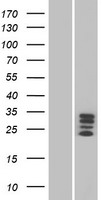 C10orf72 (VSTM4) Human Over-expression Lysate