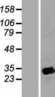 APOA1BP (NAXE) Human Over-expression Lysate