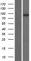 KIF6 Human Over-expression Lysate