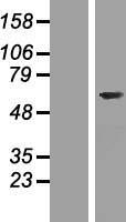 FAM124A Human Over-expression Lysate