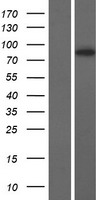DRC1 Human Over-expression Lysate