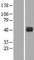 SKA3 Human Over-expression Lysate