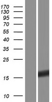 CDC42EP5 Human Over-expression Lysate