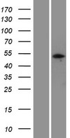 PELI3 Human Over-expression Lysate