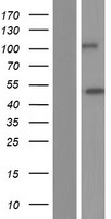 STAC3 Human Over-expression Lysate