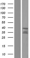 HTRA2 Human Over-expression Lysate