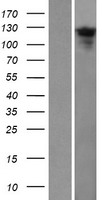 TTC18 (CFAP70) Human Over-expression Lysate
