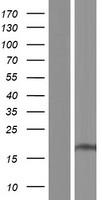SFT2D1 Human Over-expression Lysate