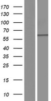 FAM200A Human Over-expression Lysate