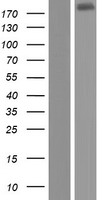 WDR90 Human Over-expression Lysate