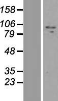 ZNF509 (ZBTB49) Human Over-expression Lysate