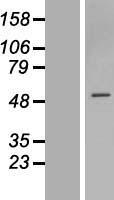 ZNF563 Human Over-expression Lysate