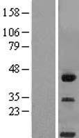 CLM 9 (CD300LG) Human Over-expression Lysate