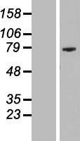 PRR35 Human Over-expression Lysate