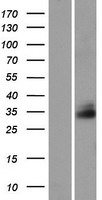 FAM92A1 (FAM92A) Human Over-expression Lysate