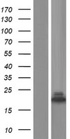 NUDCD2 Human Over-expression Lysate