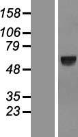 SPATA18 Human Over-expression Lysate