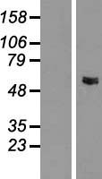 GLYCTK Human Over-expression Lysate