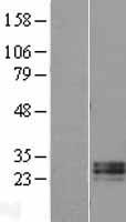 RNASE11 Human Over-expression Lysate