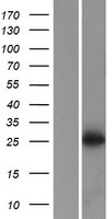 C10orf78 (SFR1) Human Over-expression Lysate