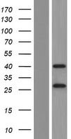 C10orf4 (FRA10AC1) Human Over-expression Lysate