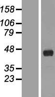 FANK1 Human Over-expression Lysate