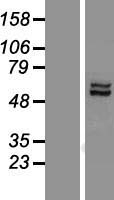 AFG1L Human Over-expression Lysate